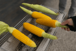 木炭の上の網に4本のもぎたてのトウモロコシ。今にもおいしそうなにおいがしてきそう！